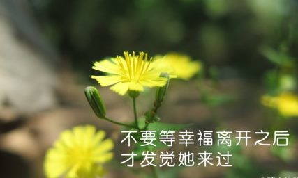 小清新<a href='/xingqingshuo/' target='_blank'><u>心情说说</u></a>短语