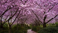 描写樱花的句子：再见樱花，又是在雨中