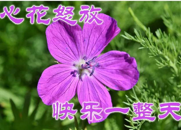 早晨好漂亮图片带字：不论何时何地，祝福永远相随