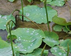 关于下雨的美句摘抄