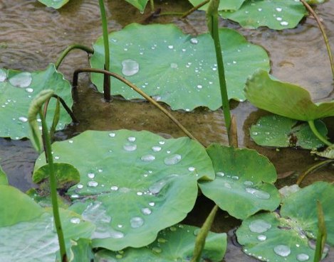 关于下雨的美句摘抄