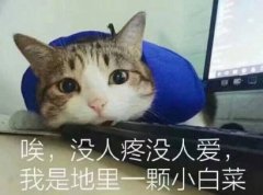 没人疼没人爱的说说