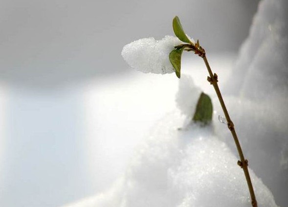 关于描写雪的唯美诗句摘抄