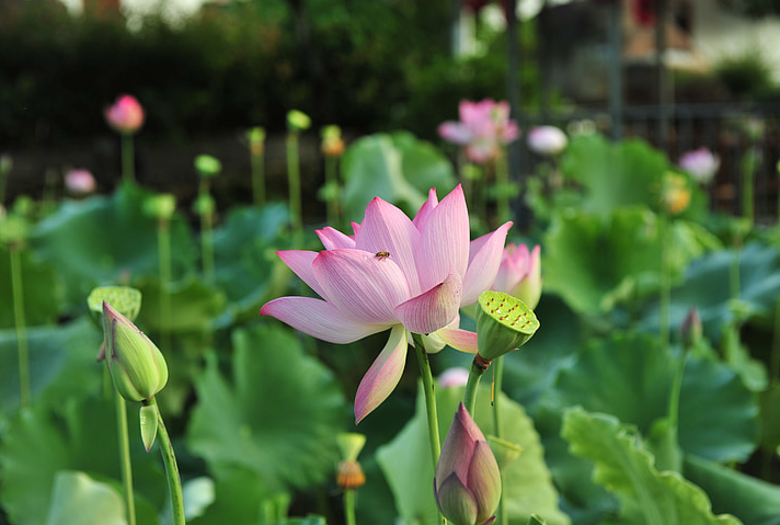 关于寒露节气诗词精